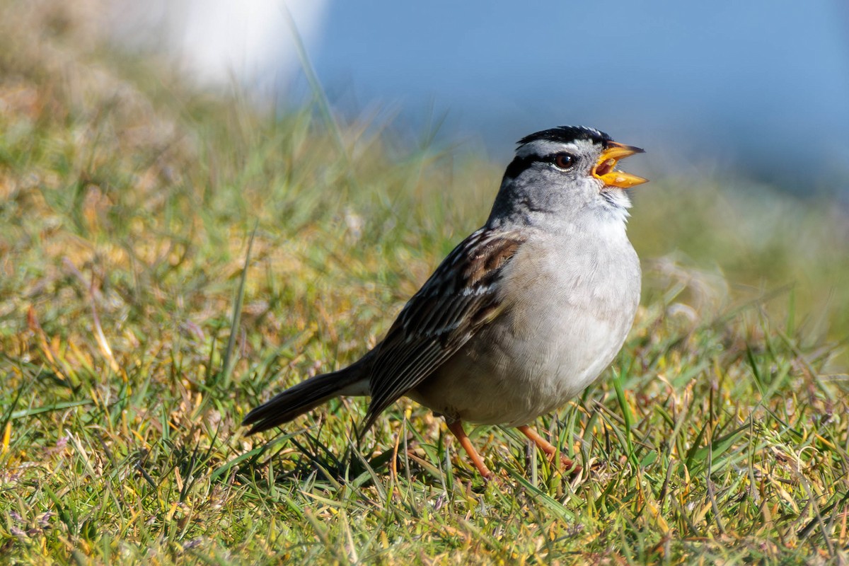 White-crowned Sparrow - ML617760477