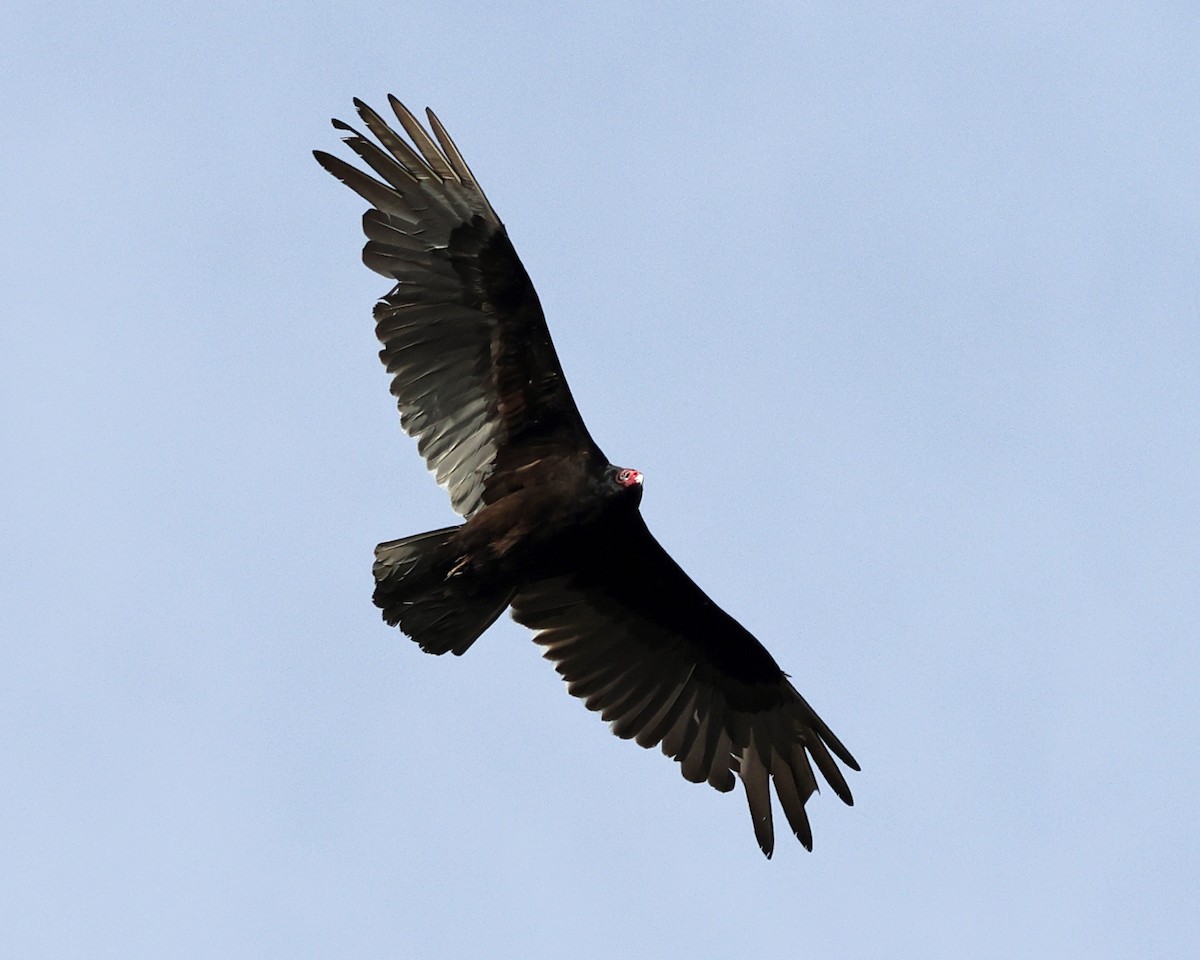 Turkey Vulture - ML617760578