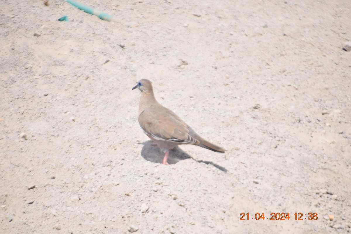 West Peruvian Dove - ML617760581