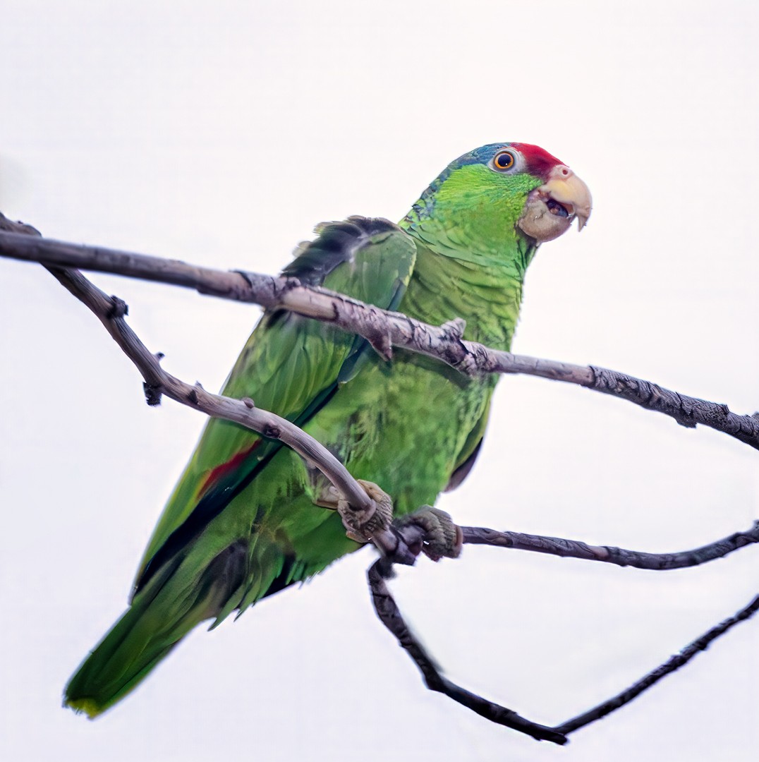 Red-crowned Parrot - ML617760615