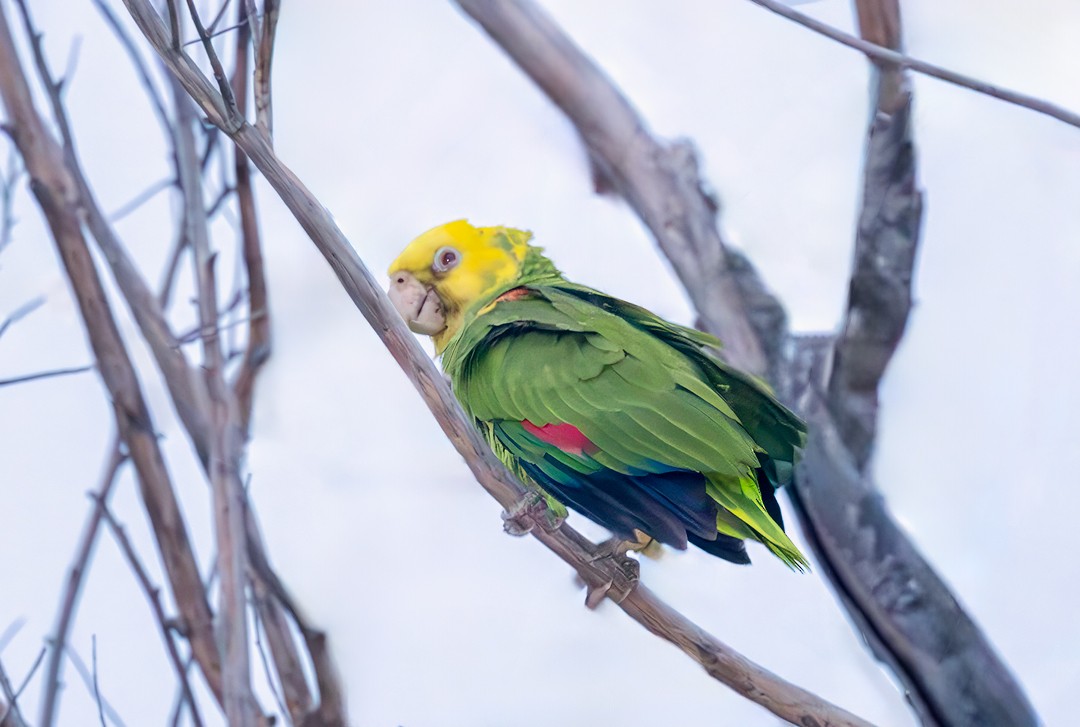 Yellow-headed Parrot - ML617760620