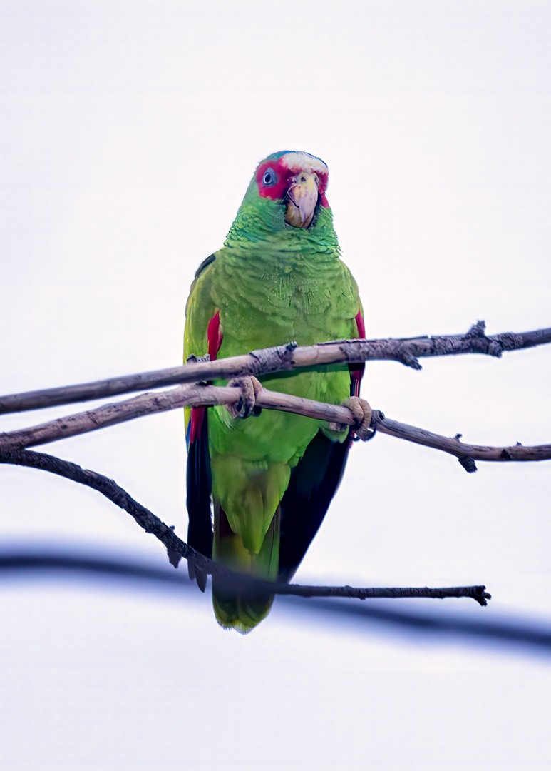 White-fronted Parrot - Eric Dyck