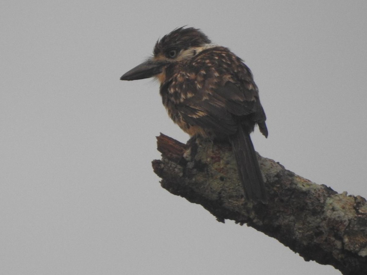 Two-banded Puffbird - ML617760647