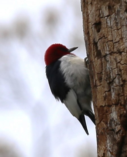 Red-headed Woodpecker - ML617760653