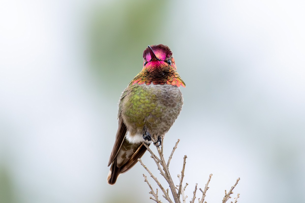 Anna's Hummingbird - Tobin Brown