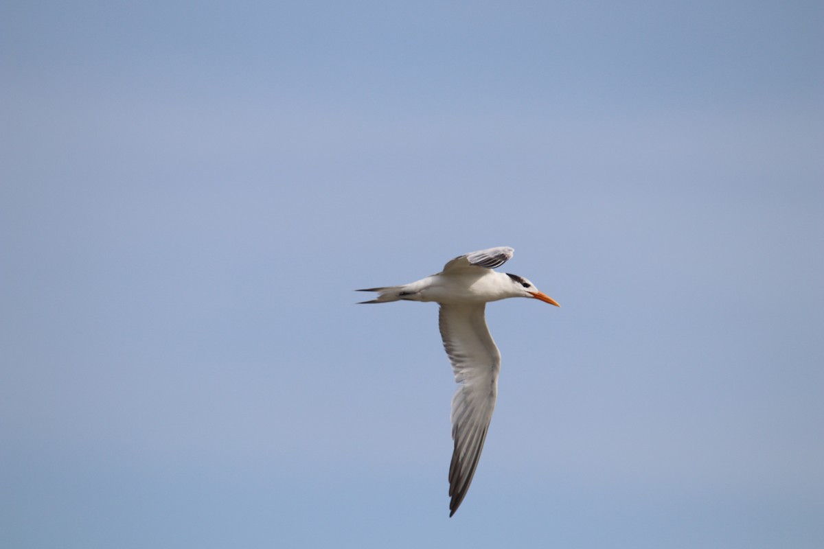 Royal Tern - Tim Hain