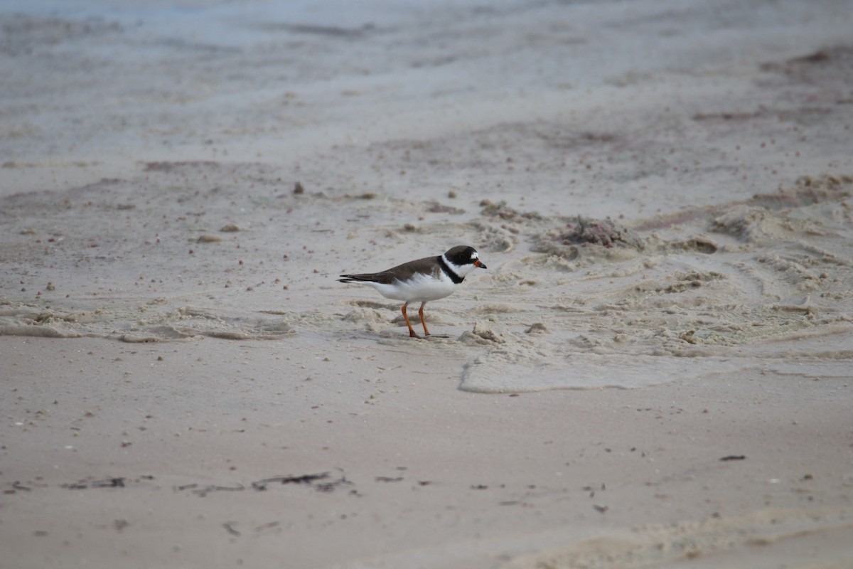 Semipalmated Plover - ML617760713