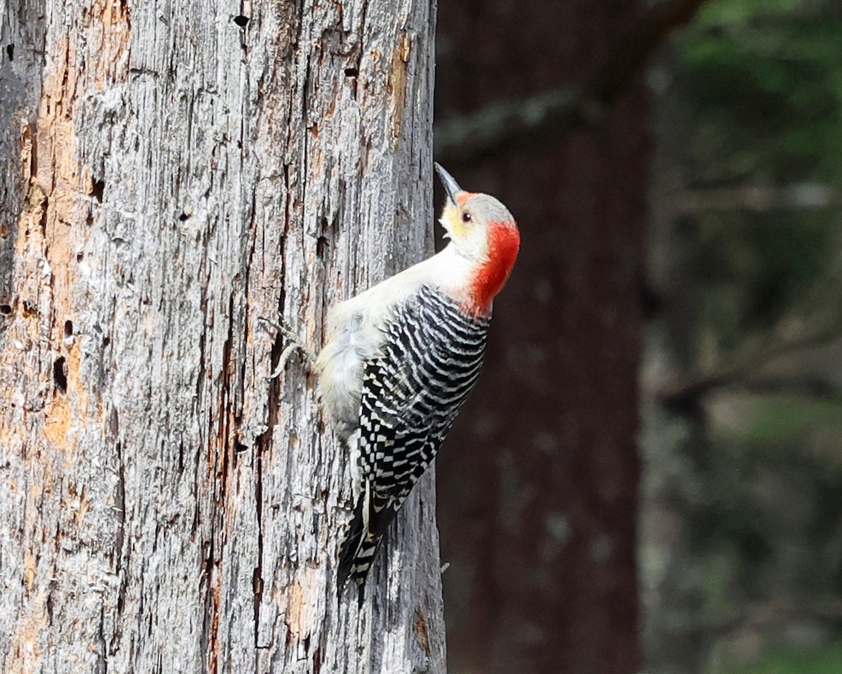 Red-bellied Woodpecker - ML617760731