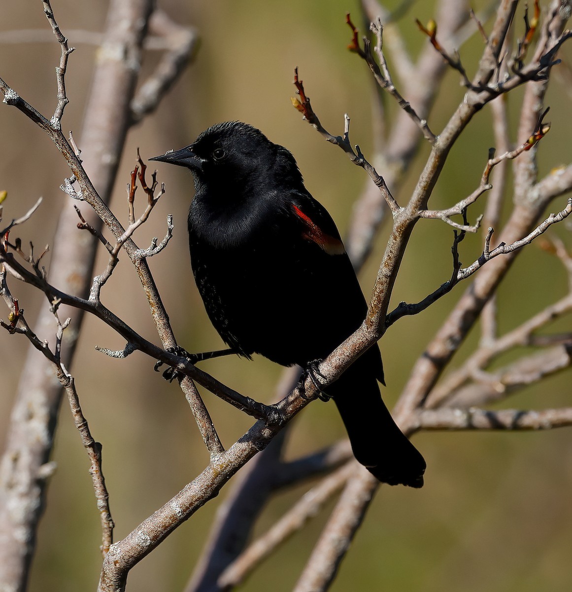 Red-winged Blackbird - ML617760752