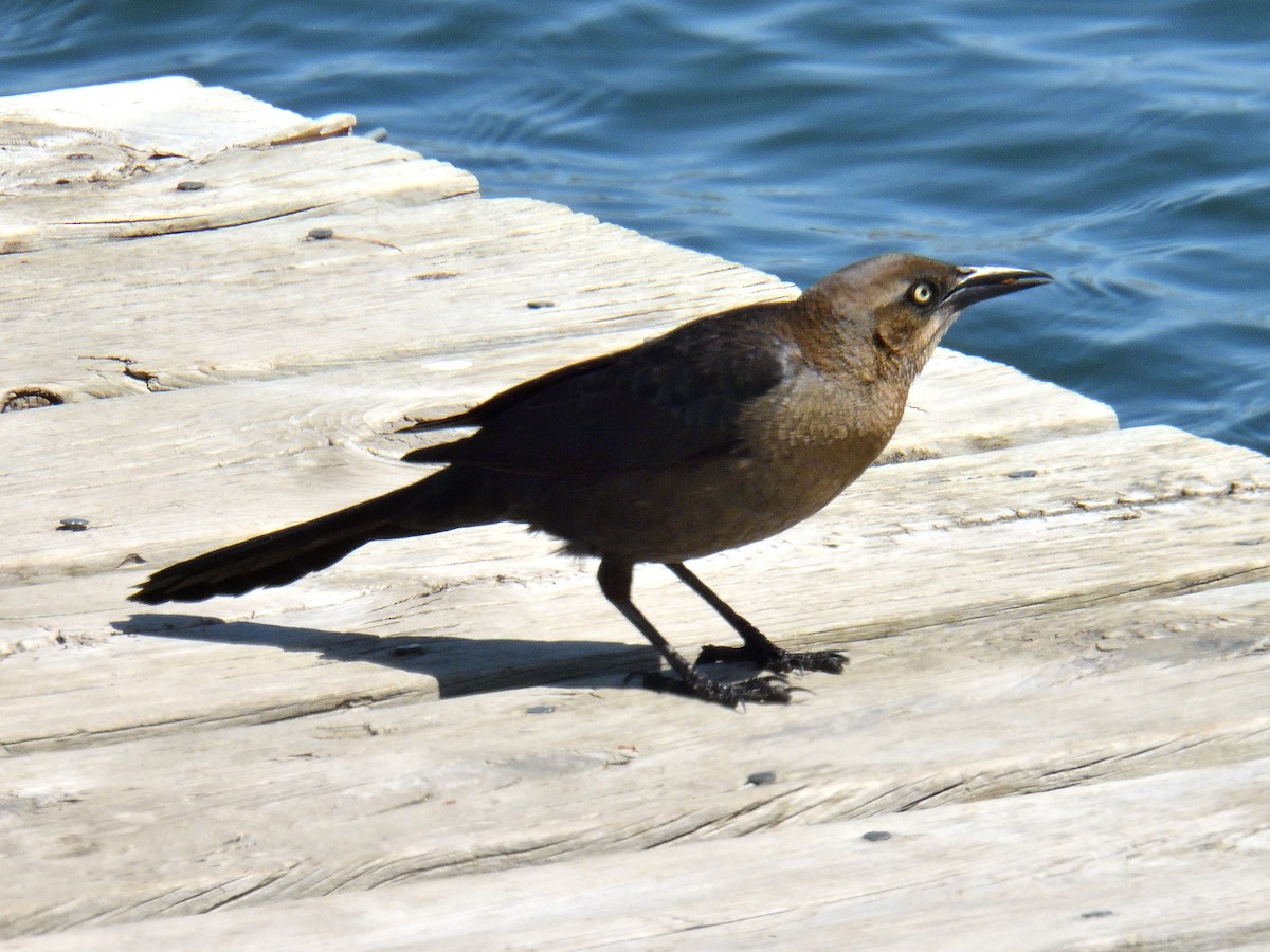 Great-tailed Grackle - ML617760791