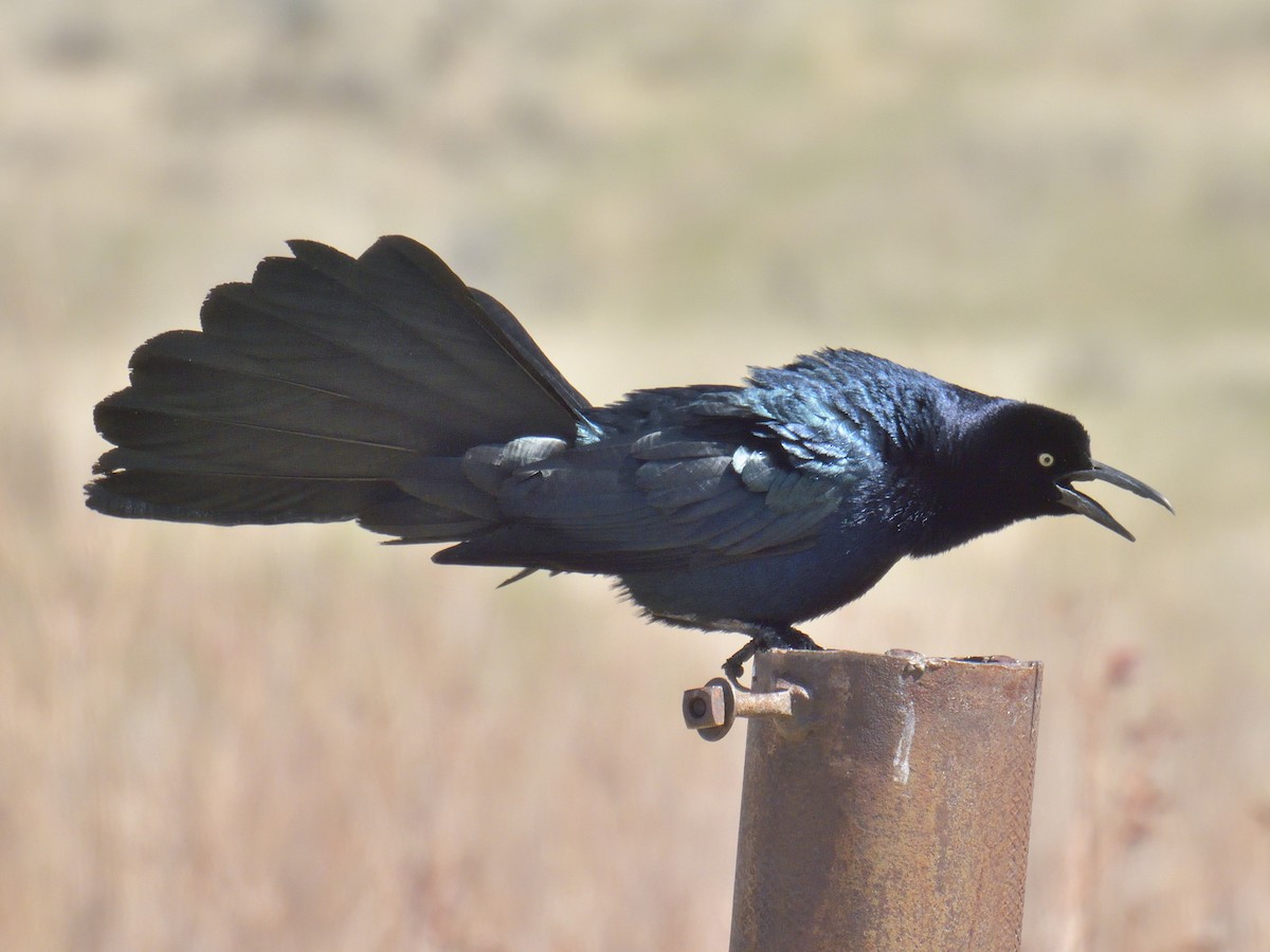 Great-tailed Grackle - ML617760794