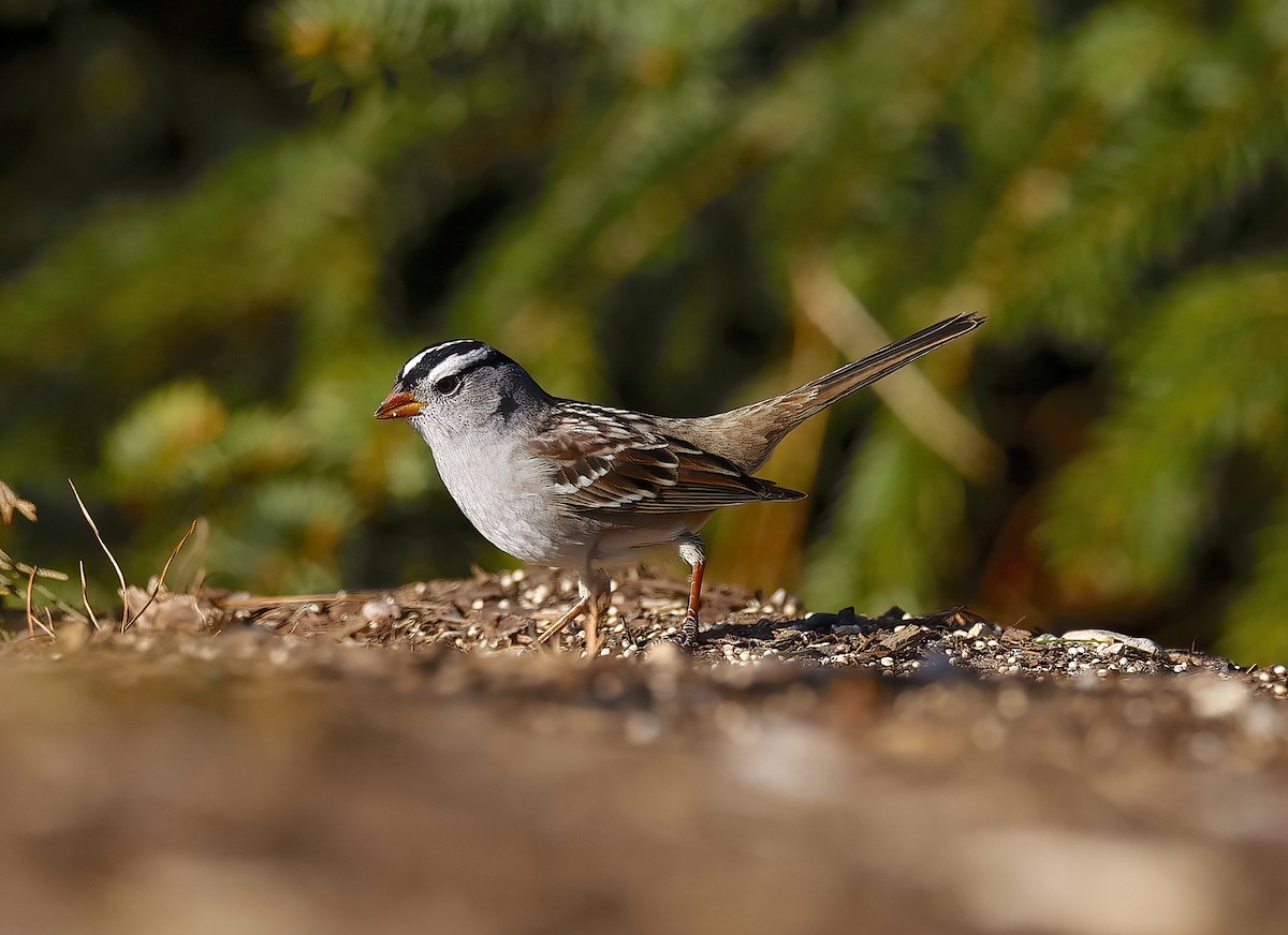 White-crowned Sparrow - ML617760795