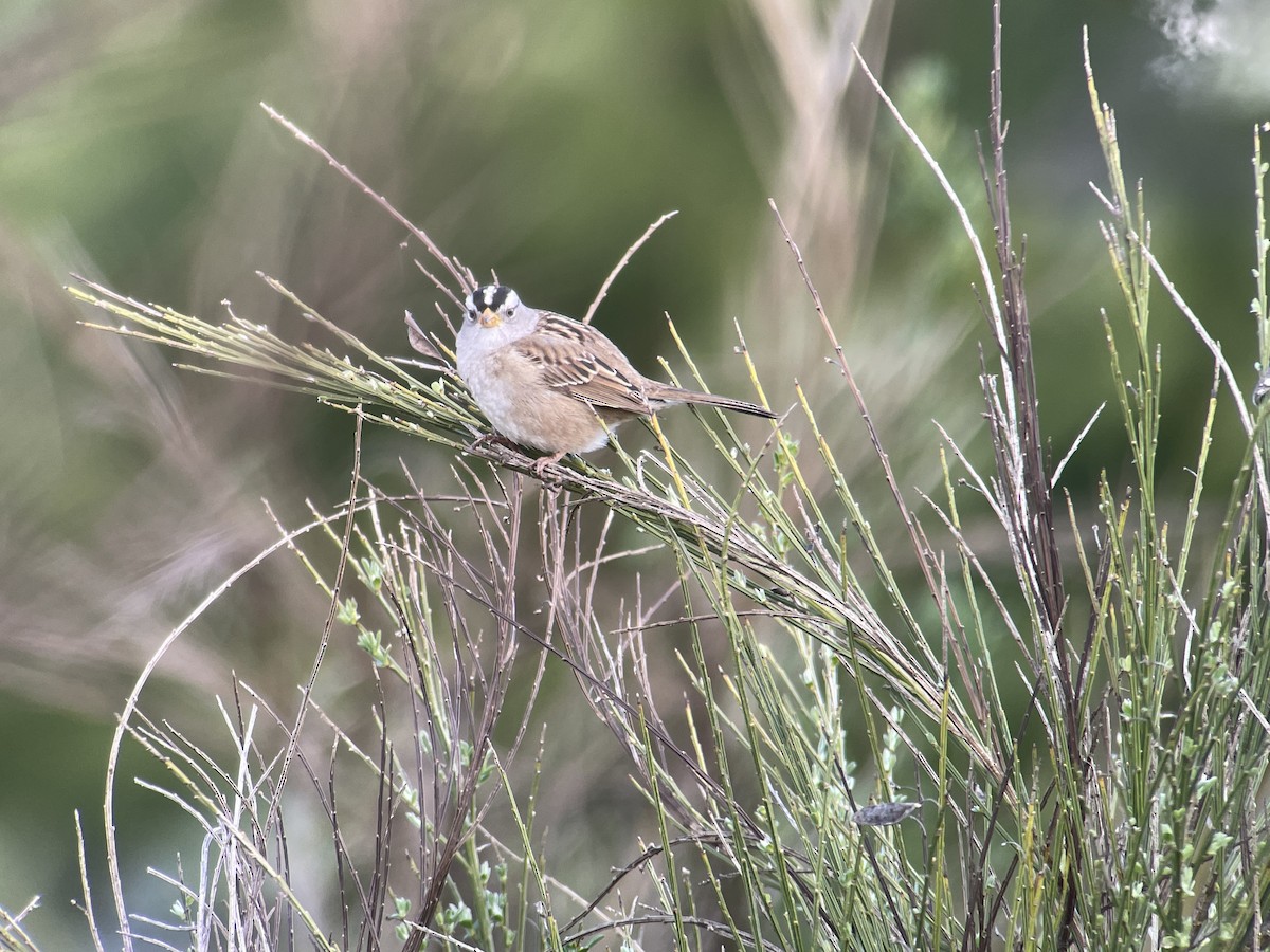 White-crowned Sparrow - ML617760808