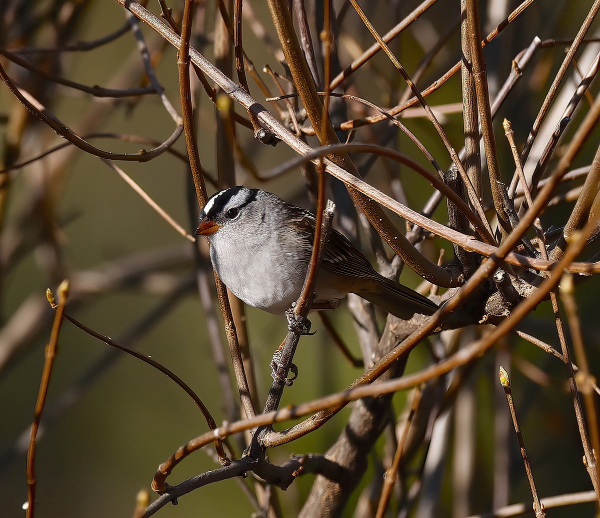 White-crowned Sparrow - ML617760818