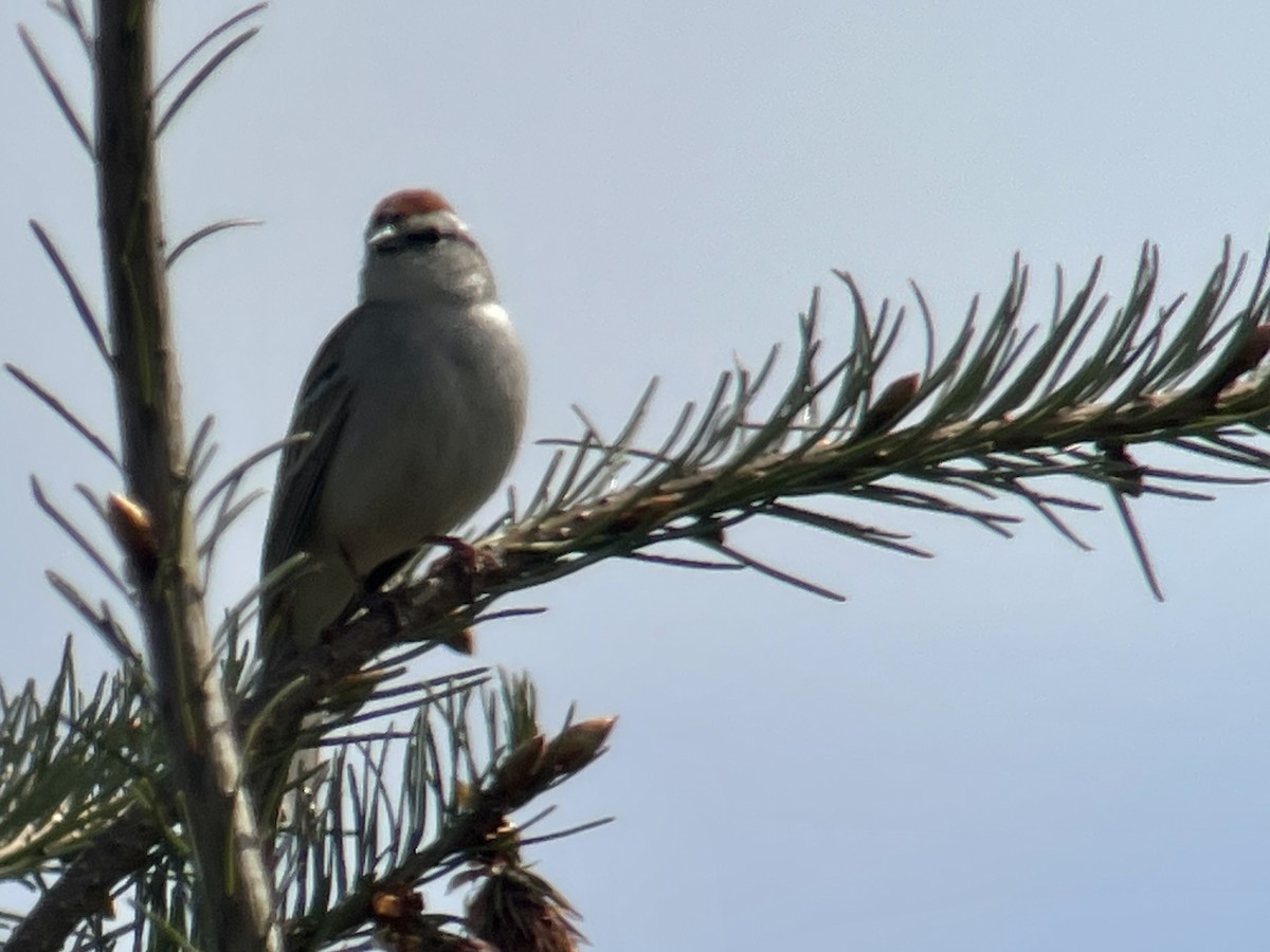 Chipping Sparrow - ML617760830