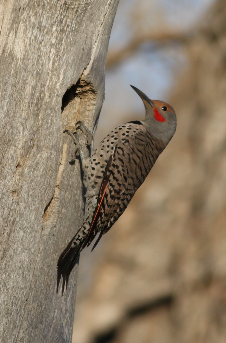 Northern Flicker (Yellow-shafted x Red-shafted) - ML617760859