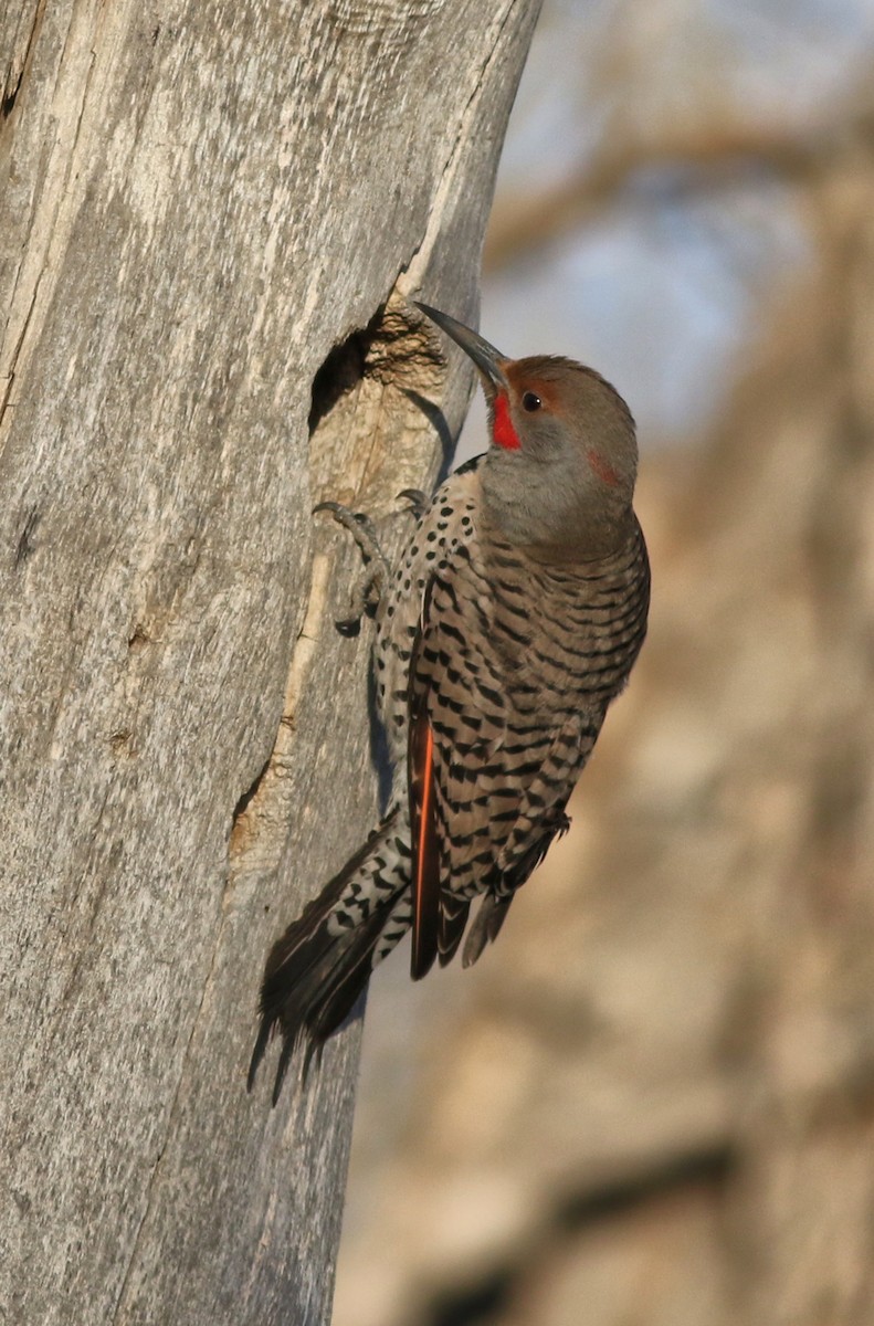 Northern Flicker (Yellow-shafted x Red-shafted) - ML617760860