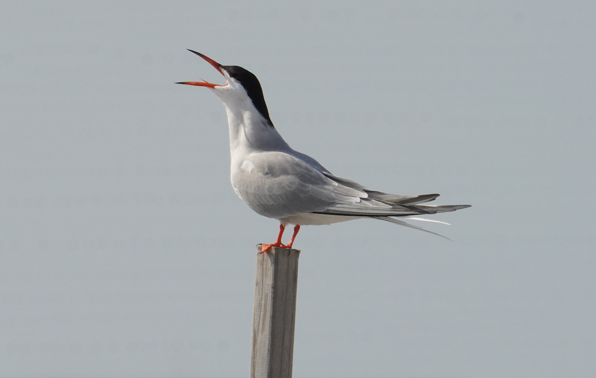 Common Tern - ML617760909