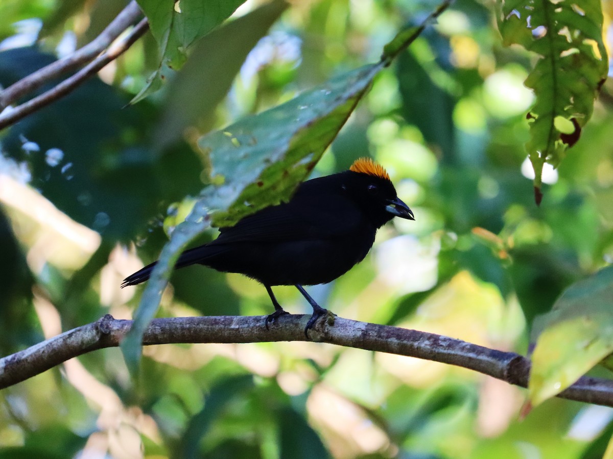 Tawny-crested Tanager - ML617760979