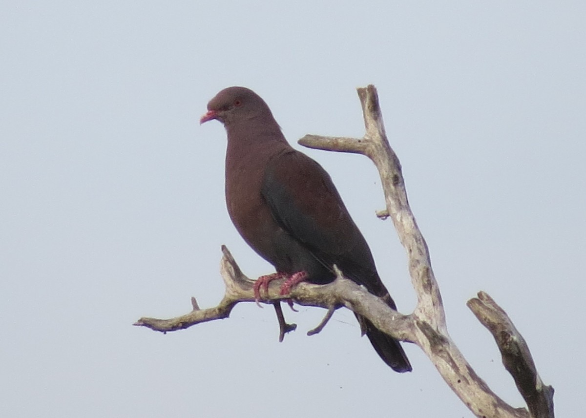 Red-billed Pigeon - ML617761017