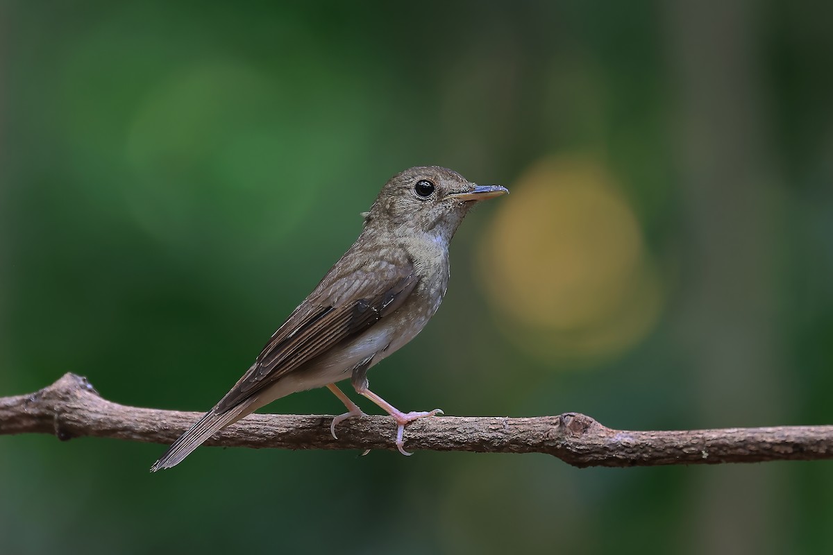 Brown-chested Jungle Flycatcher - Penphan Kittinatgumthorn