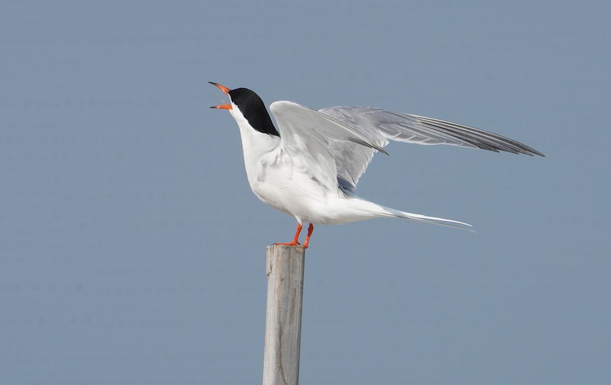 Common Tern - ML617761072