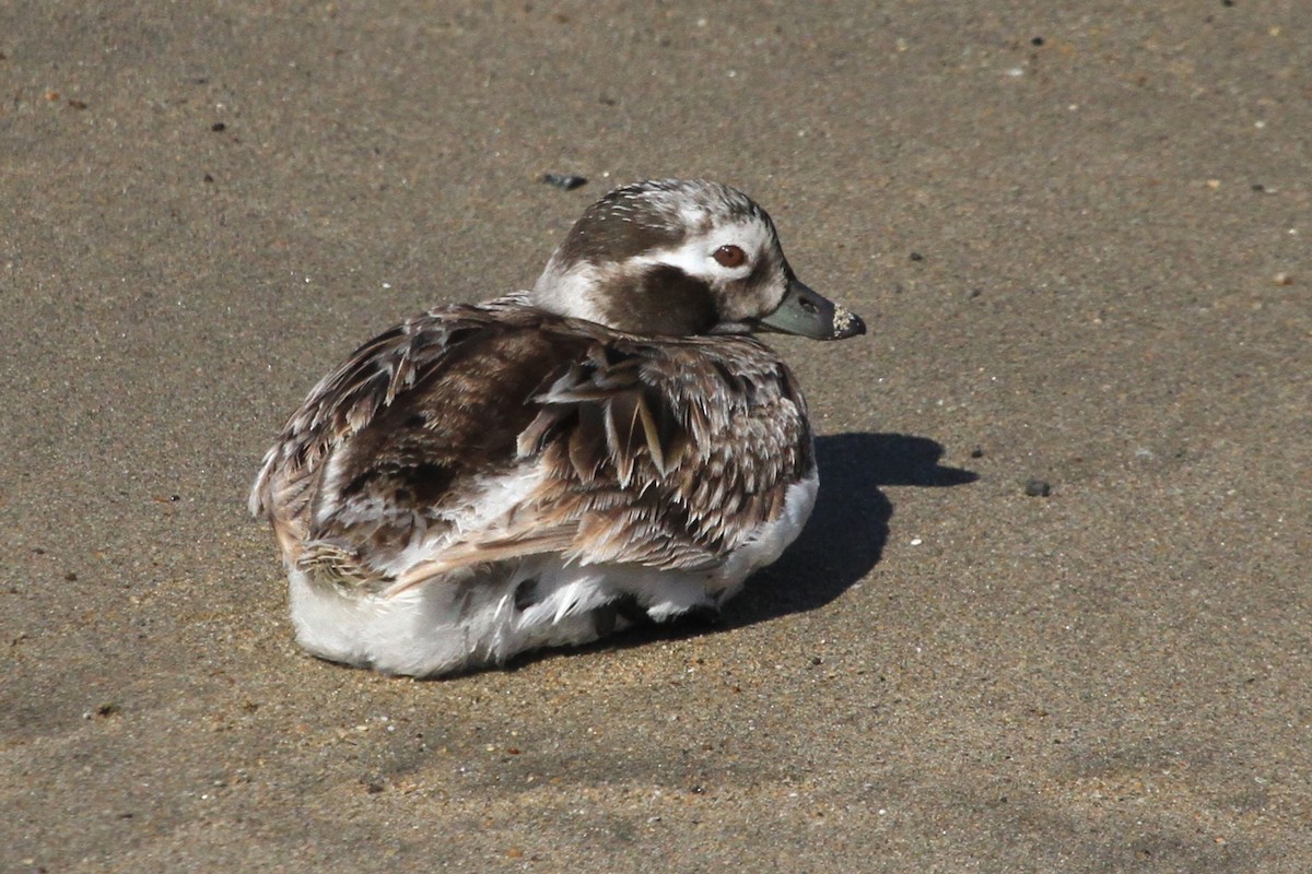 Long-tailed Duck - Kent Forward