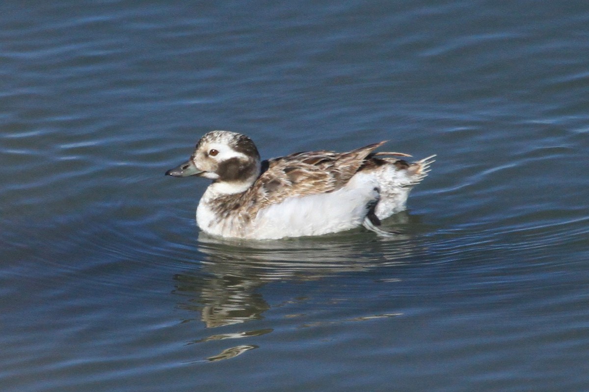 Long-tailed Duck - Kent Forward