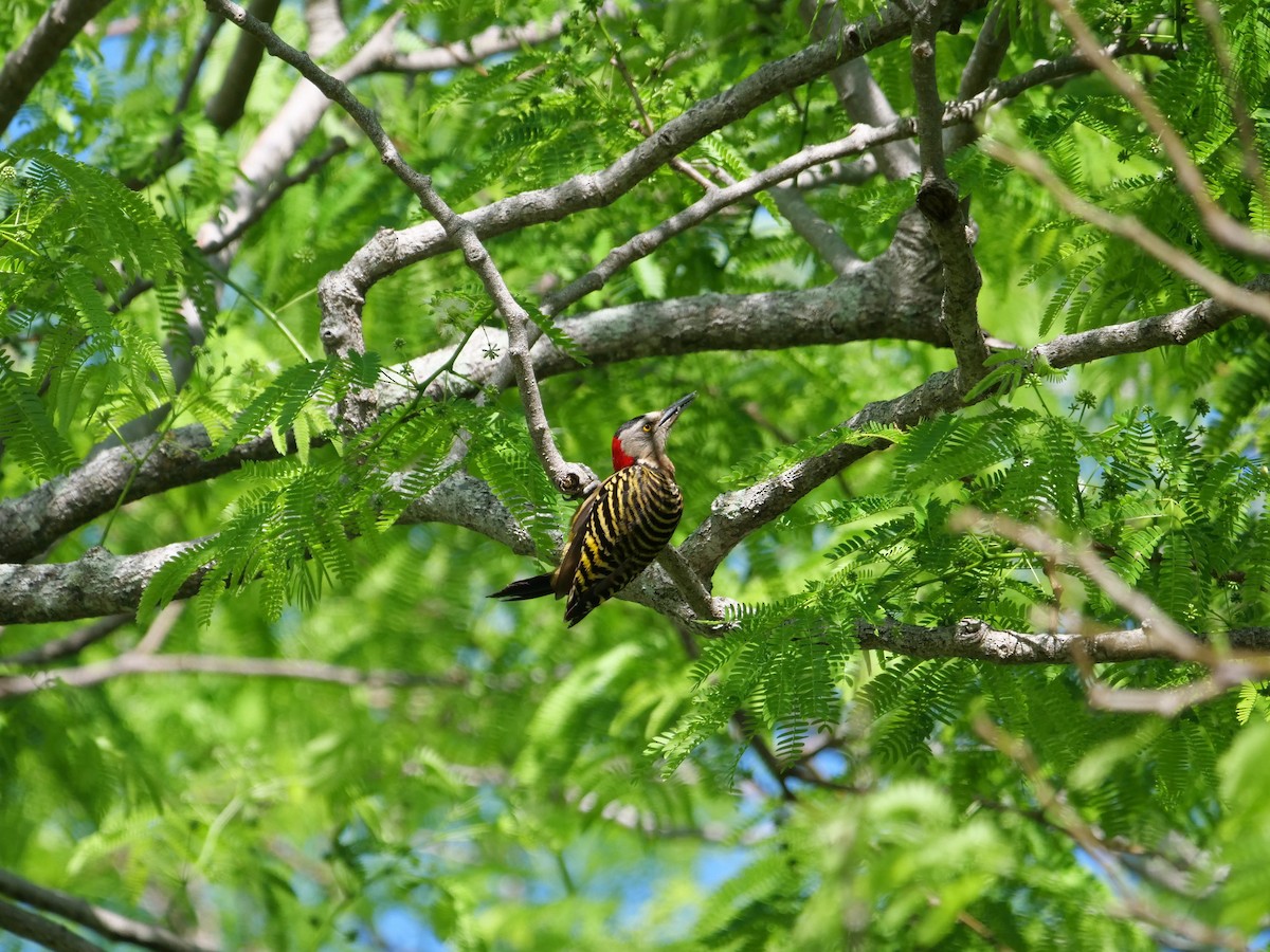 Hispaniolan Woodpecker - ML617761097
