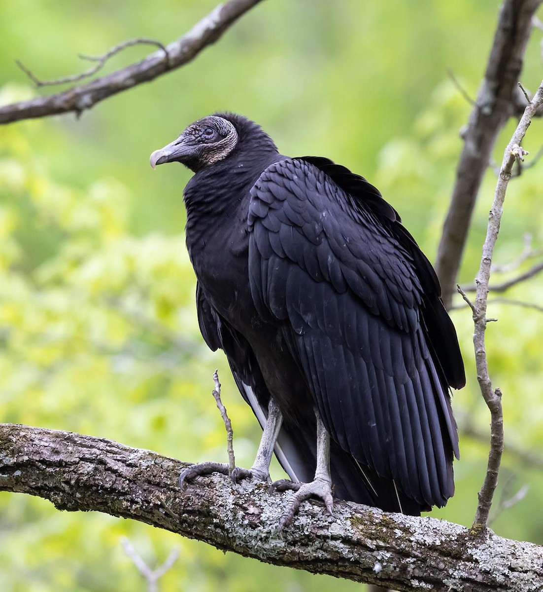Black Vulture - ML617761145