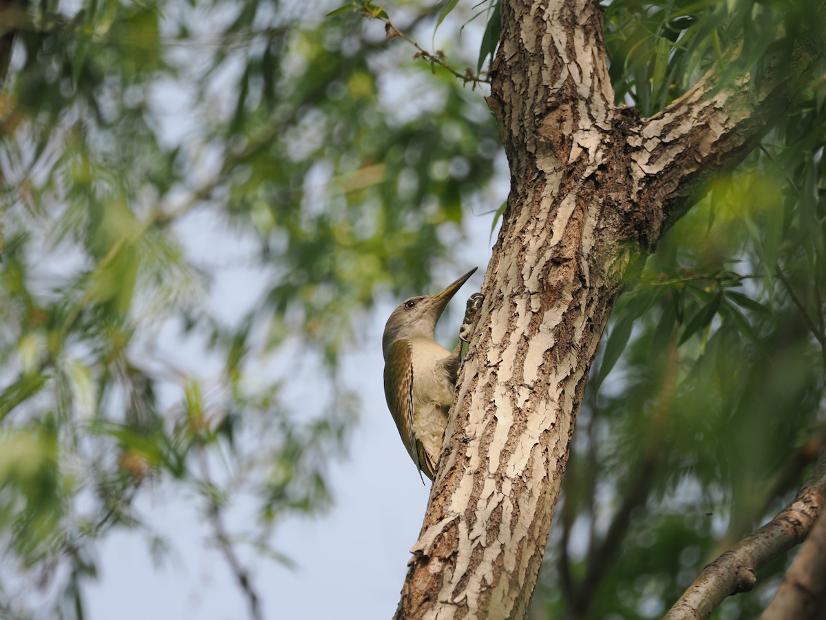 Gray-headed Woodpecker (Gray-headed) - ML617761146