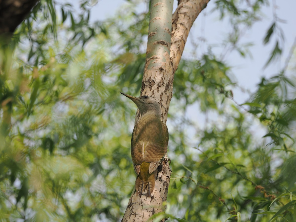 Gray-headed Woodpecker (Gray-headed) - ML617761147