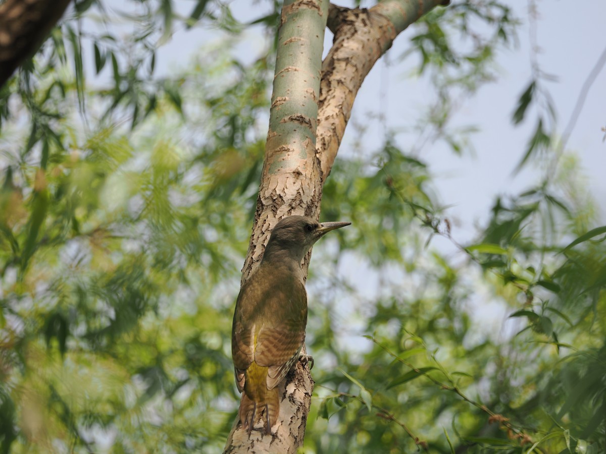 Gray-headed Woodpecker (Gray-headed) - ML617761148