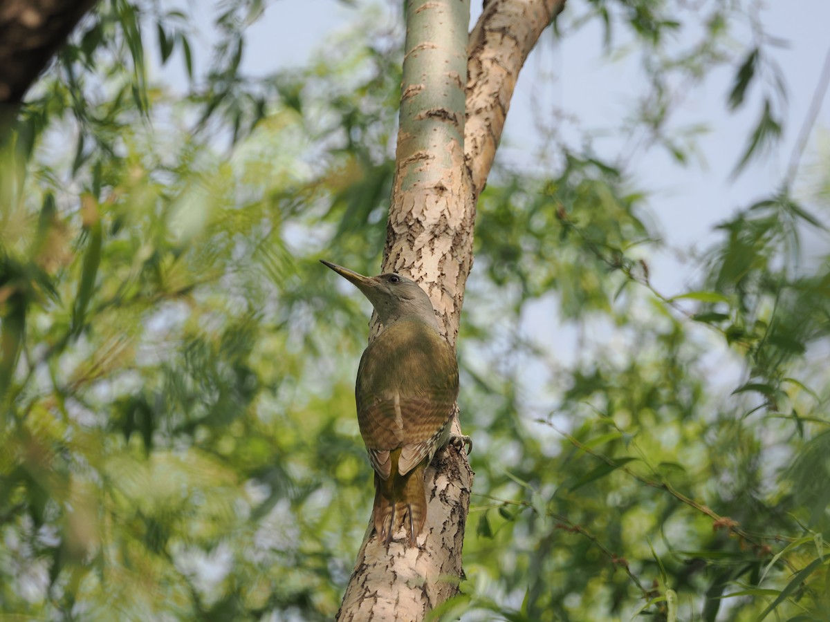 Küçük Yeşil Ağaçkakan (canus/jessoensis) - ML617761149