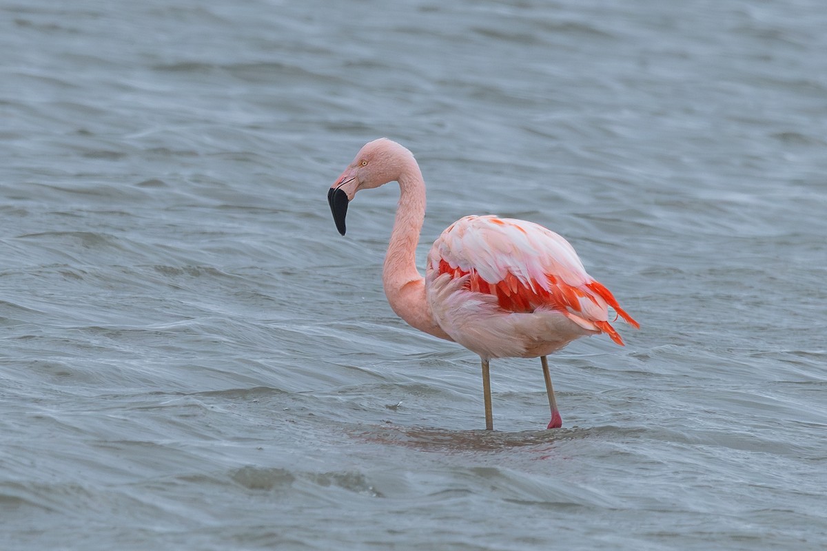 Chilean Flamingo - ML617761154