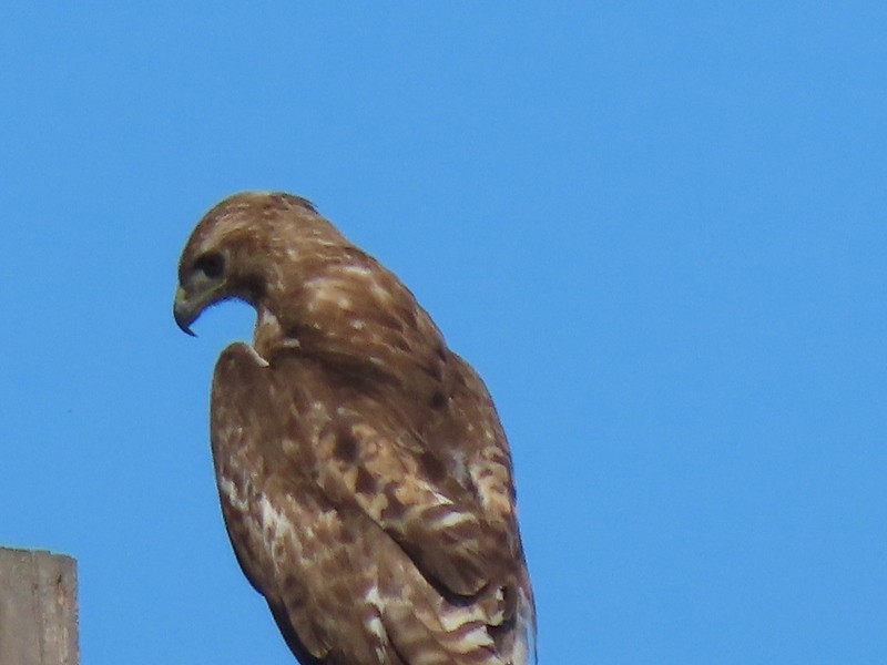 Red-tailed Hawk - ML617761207