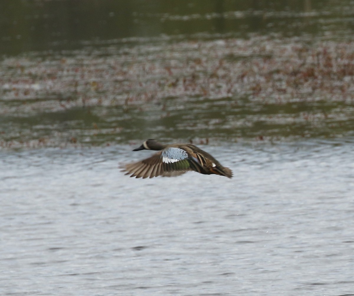 Blue-winged Teal - ML617761210