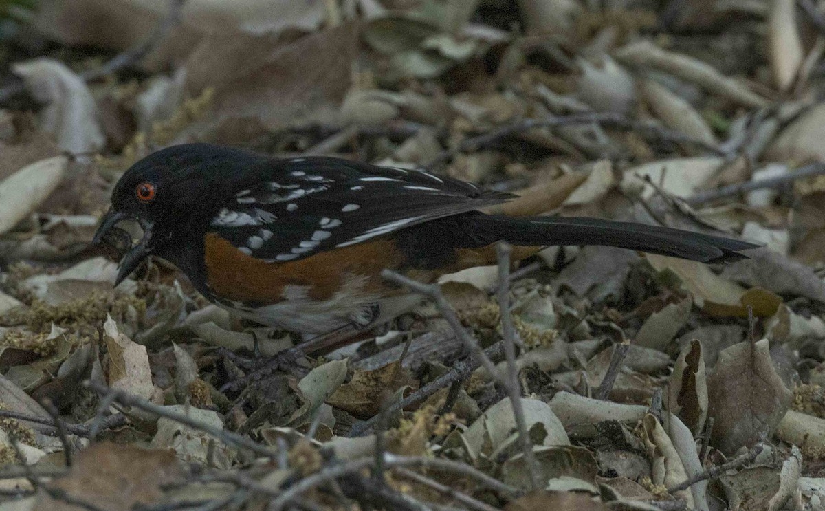 Spotted Towhee - ML617761250