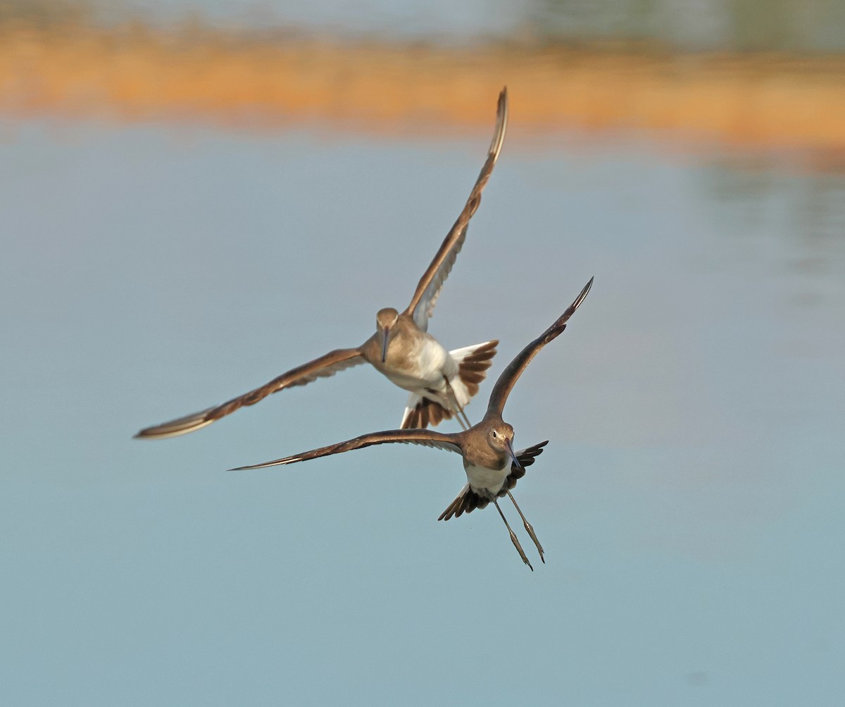 Black-tailed Godwit (melanuroides) - Dave Bakewell