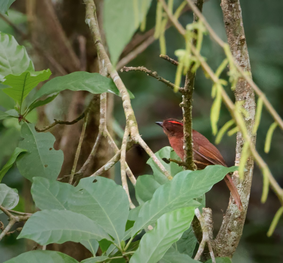 Red-crowned Ant-Tanager - ML617761336