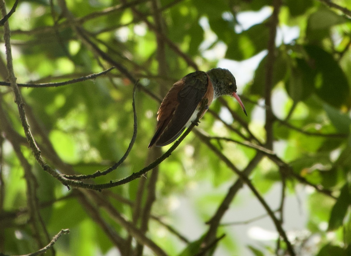 Amazilia Hummingbird - ML617761373