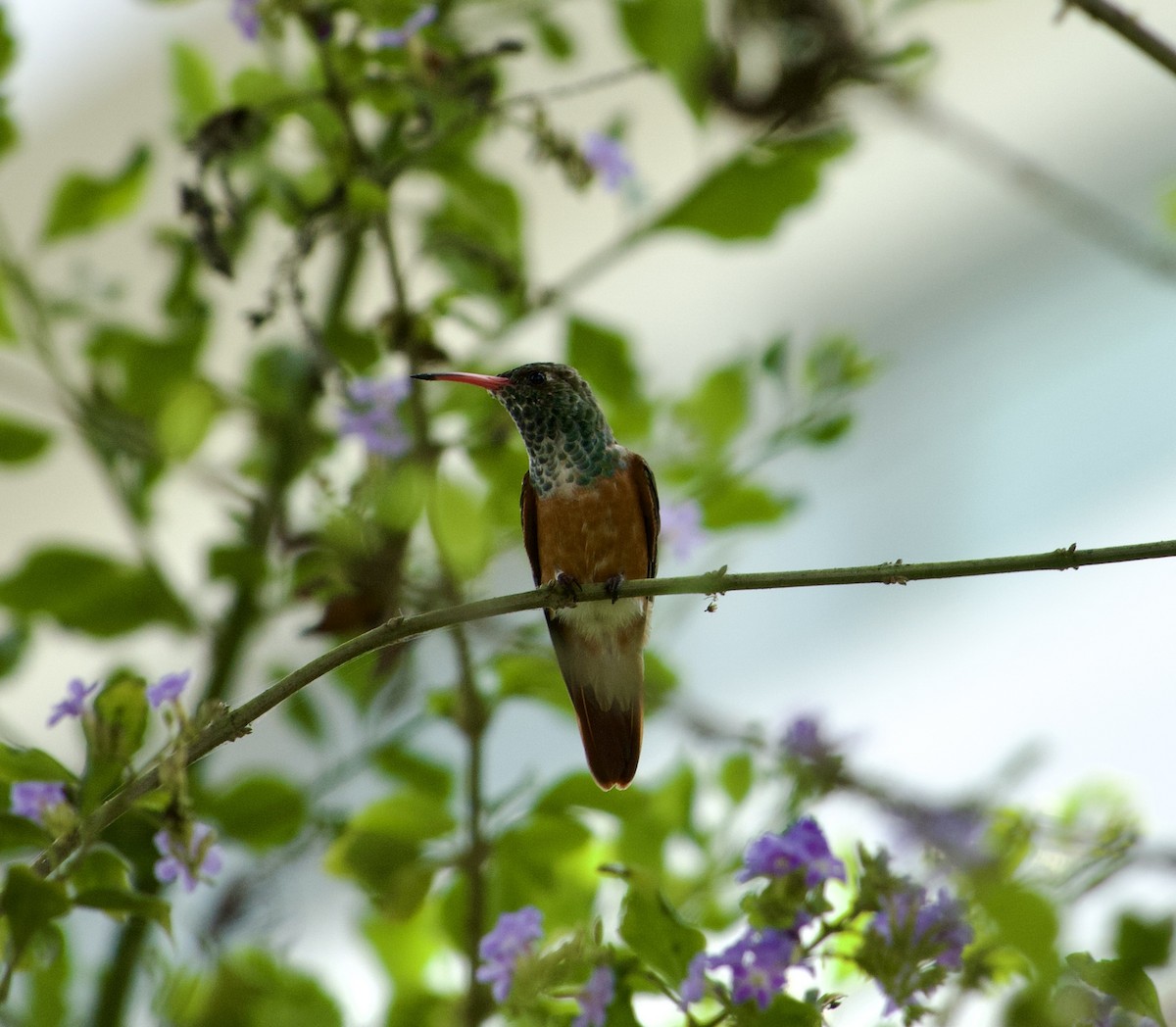Amazilia Hummingbird - ML617761374