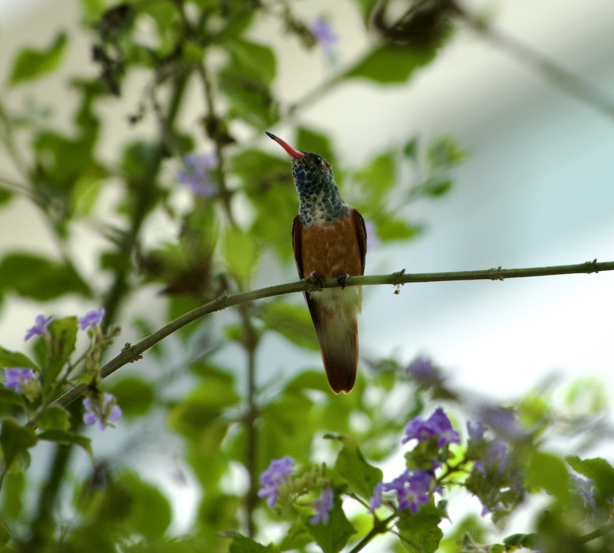 Amazilia Hummingbird - ML617761375