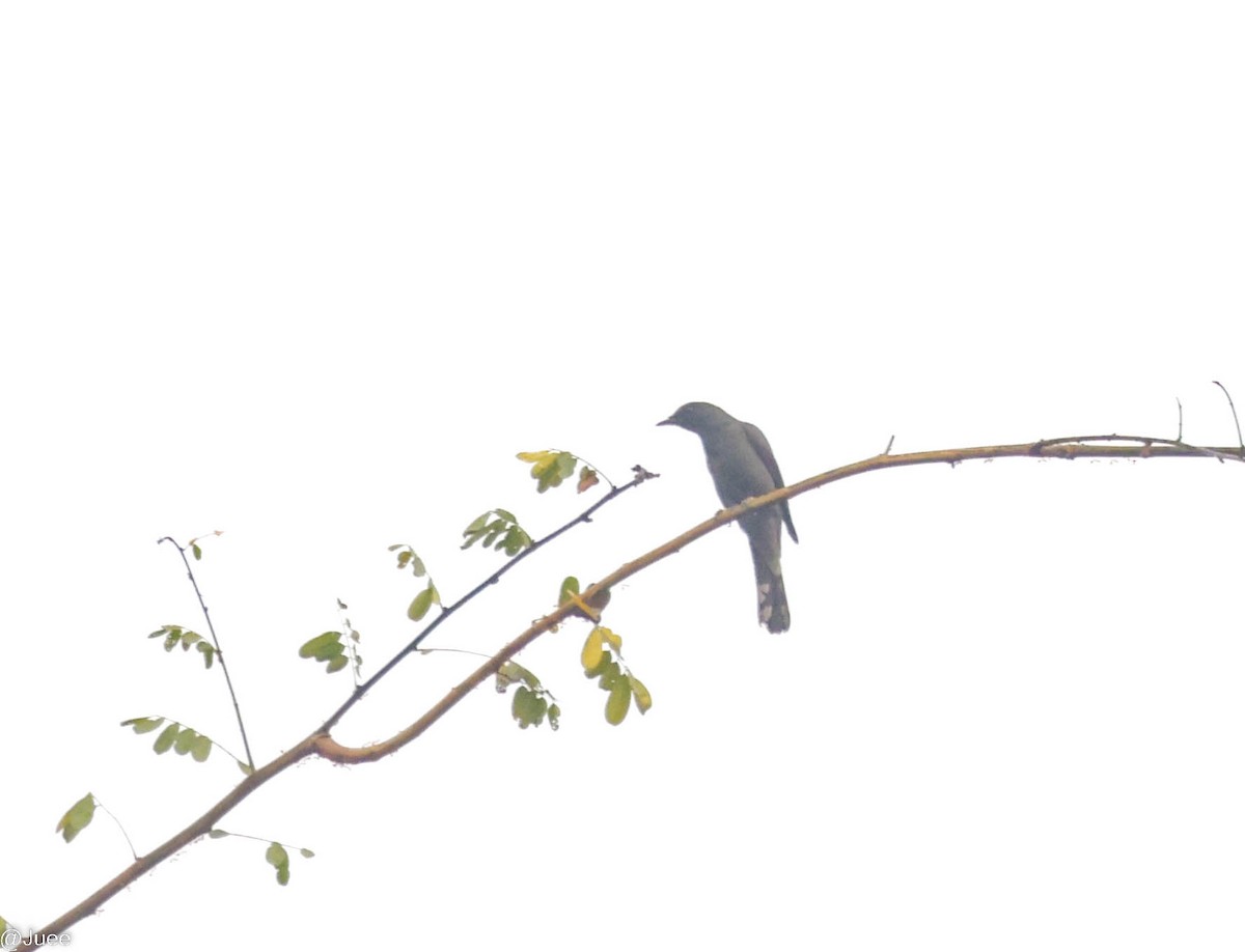 Square-tailed Drongo-Cuckoo - ML617761395