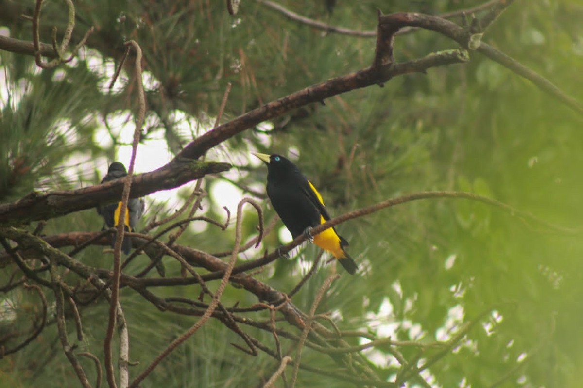 Yellow-rumped Cacique - ML617761402