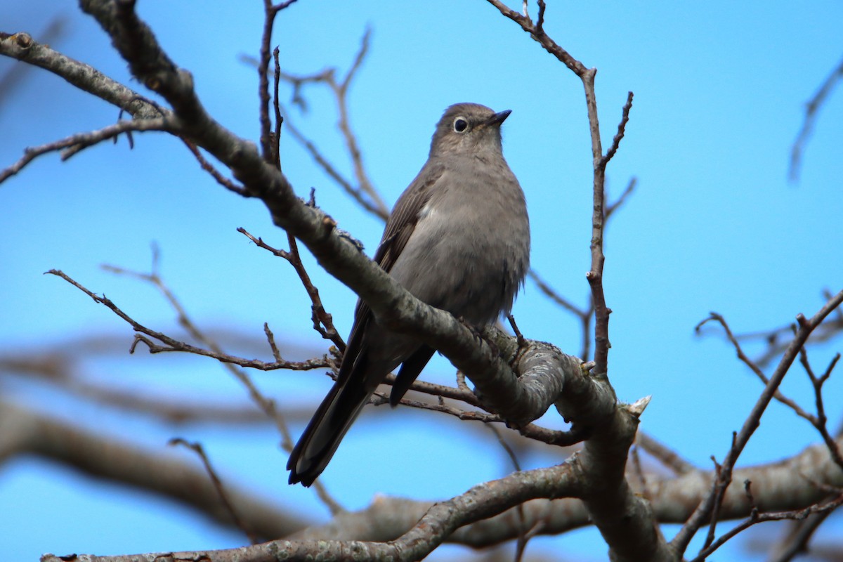 Townsend's Solitaire - ML617761462