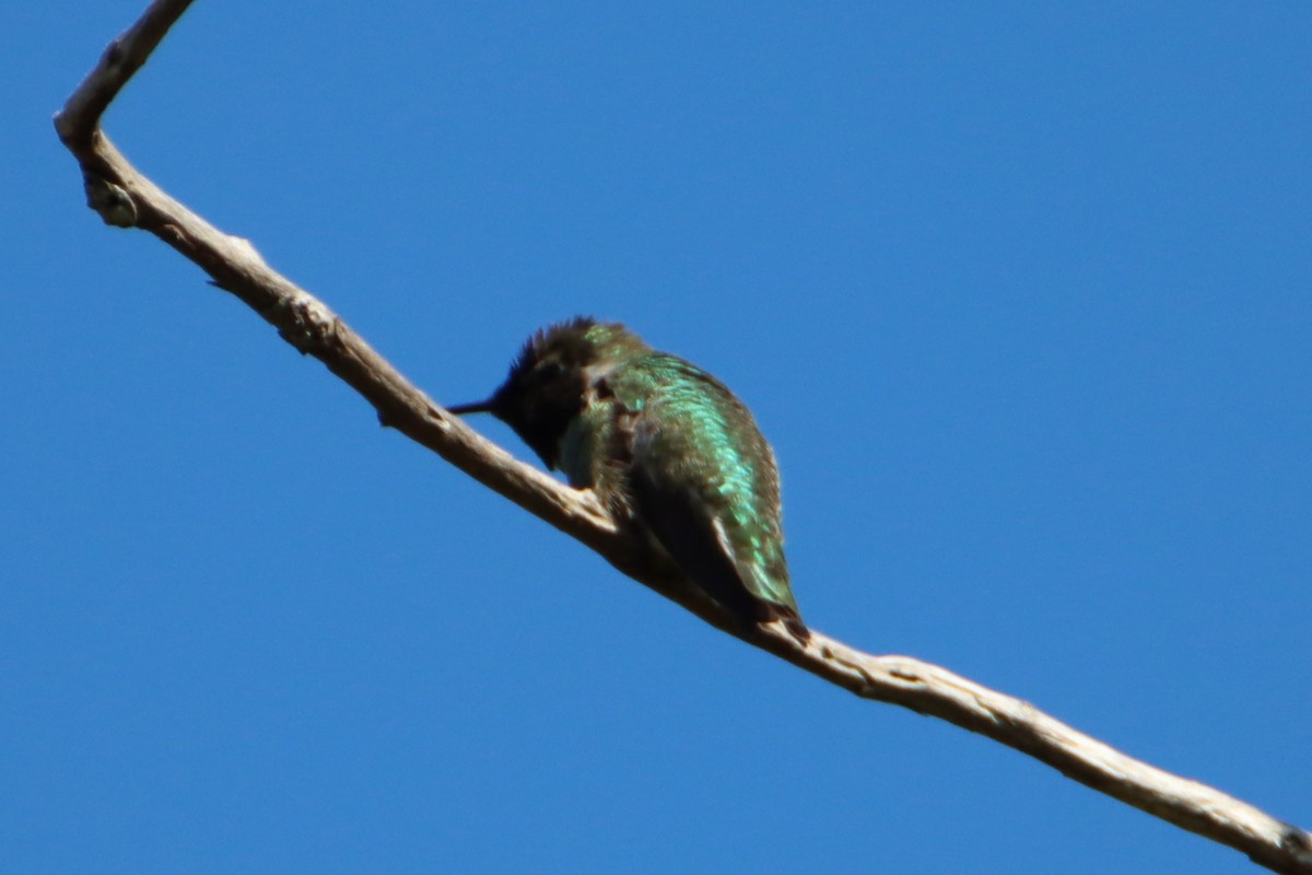 Anna's Hummingbird - ML617761510
