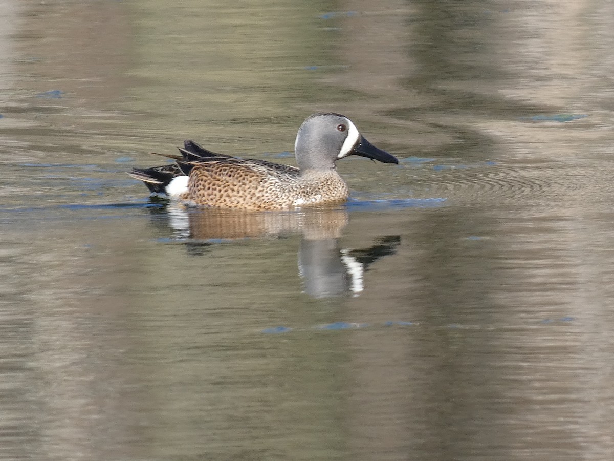 Blue-winged Teal - ML617761746