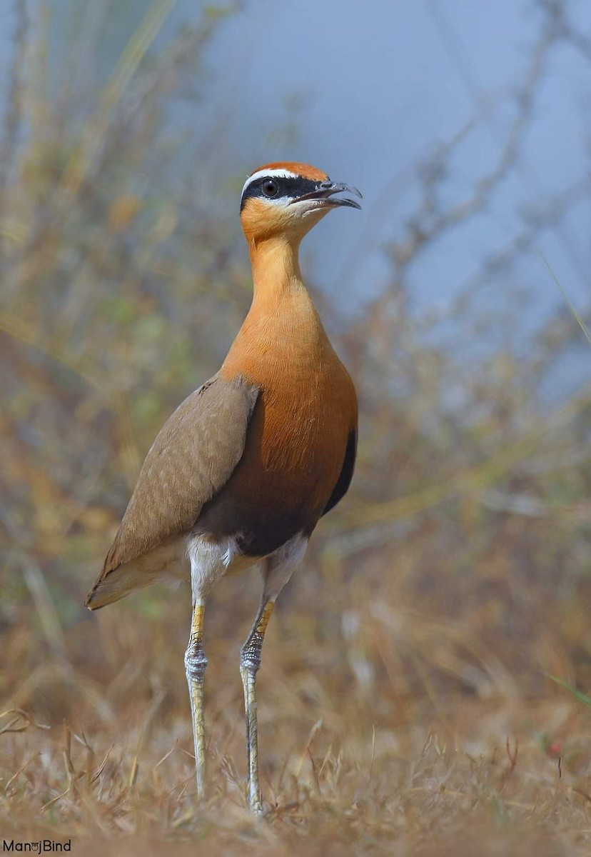 Indian Courser - ML617761859