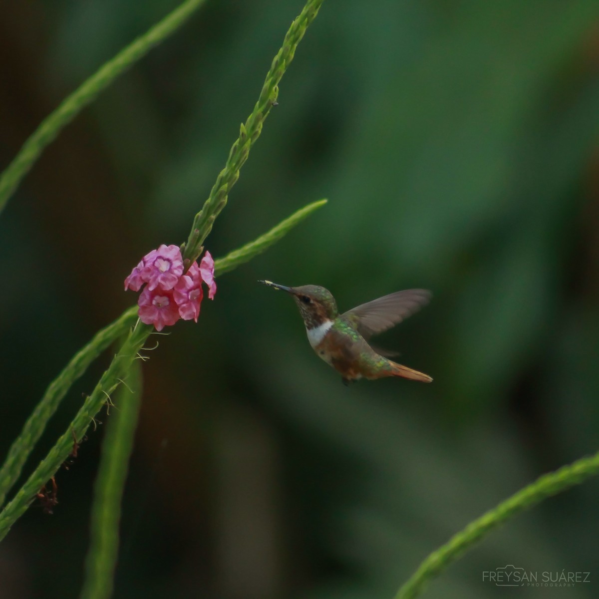 Scintillant Hummingbird - ML617761919